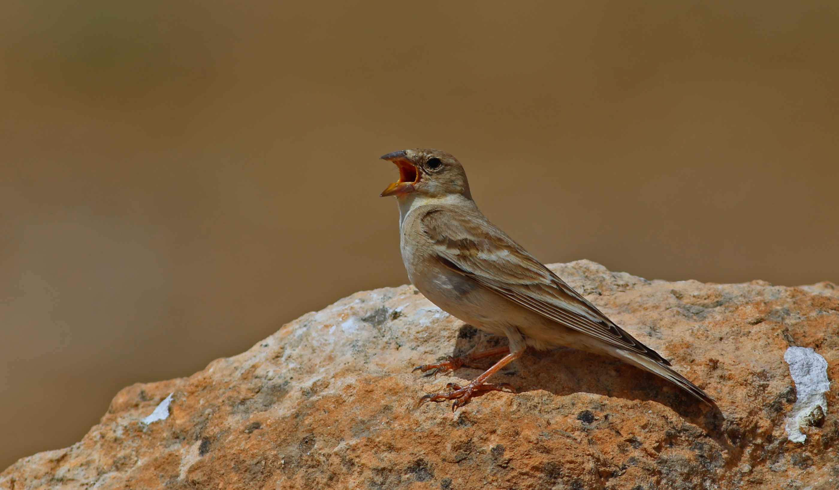Pale Rockfinch